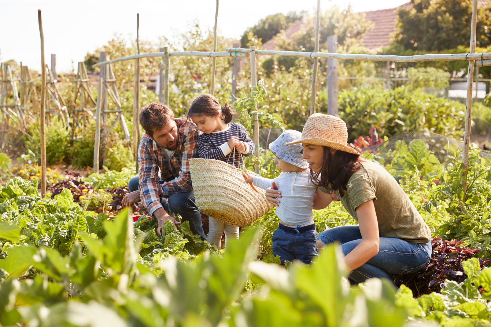 Family Harvesting Produce