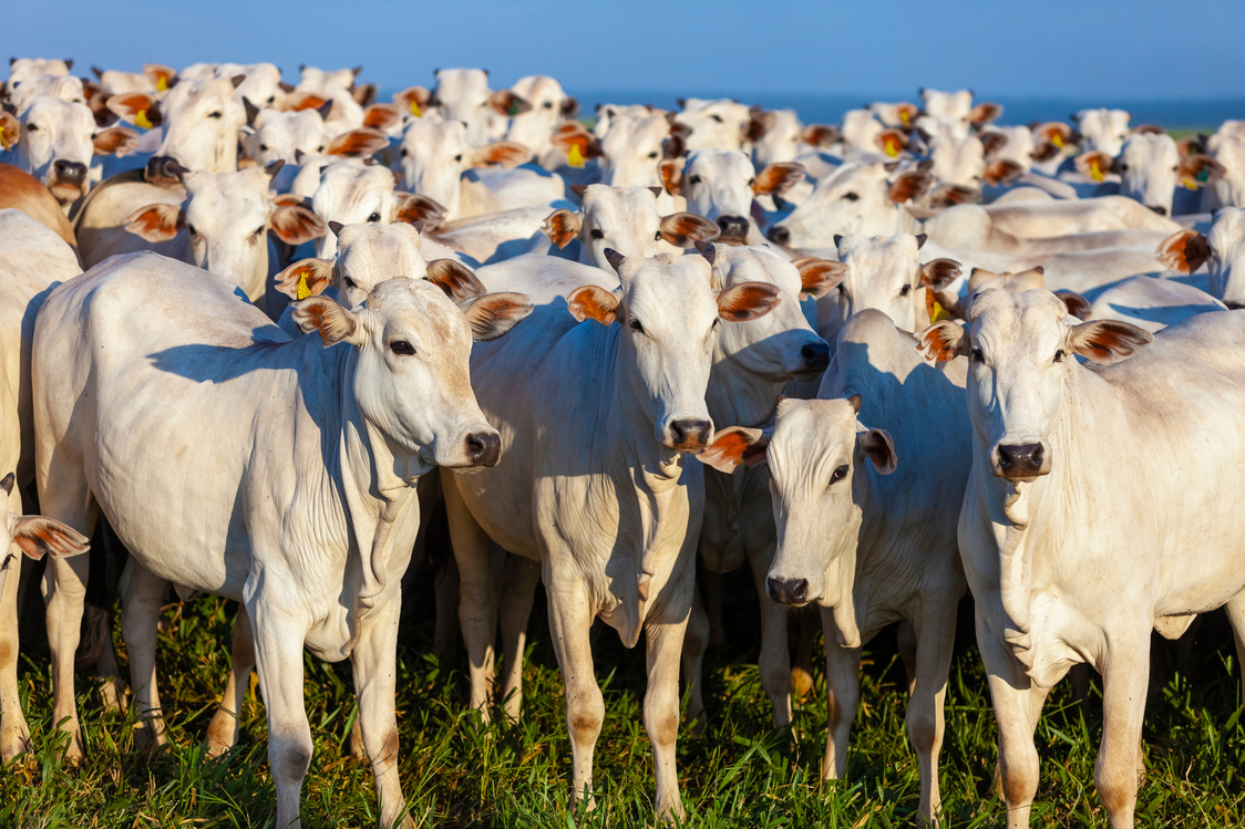 beautiful herd of Nelore cattle, Mato Grosso do Sul, Brazil,